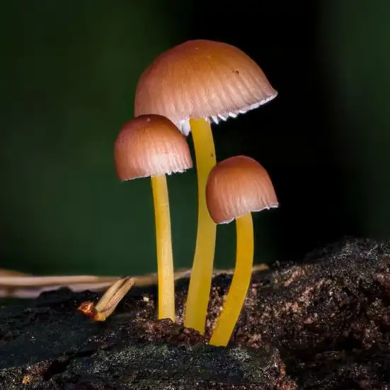 German Flora & Fauna